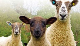 National Sheep Association Breakfast Club - Going it alone: a morning debate on the future trade of UK sheepmeat